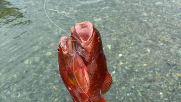A fish held by a fishing line in clear water.