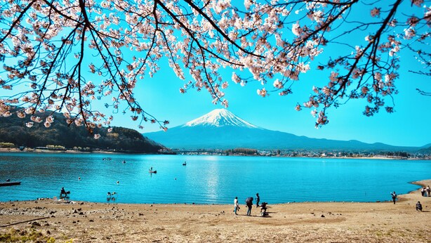 Un lago con una montaña al fondo, gente en la orilla y cerezos en flor en primer plano.