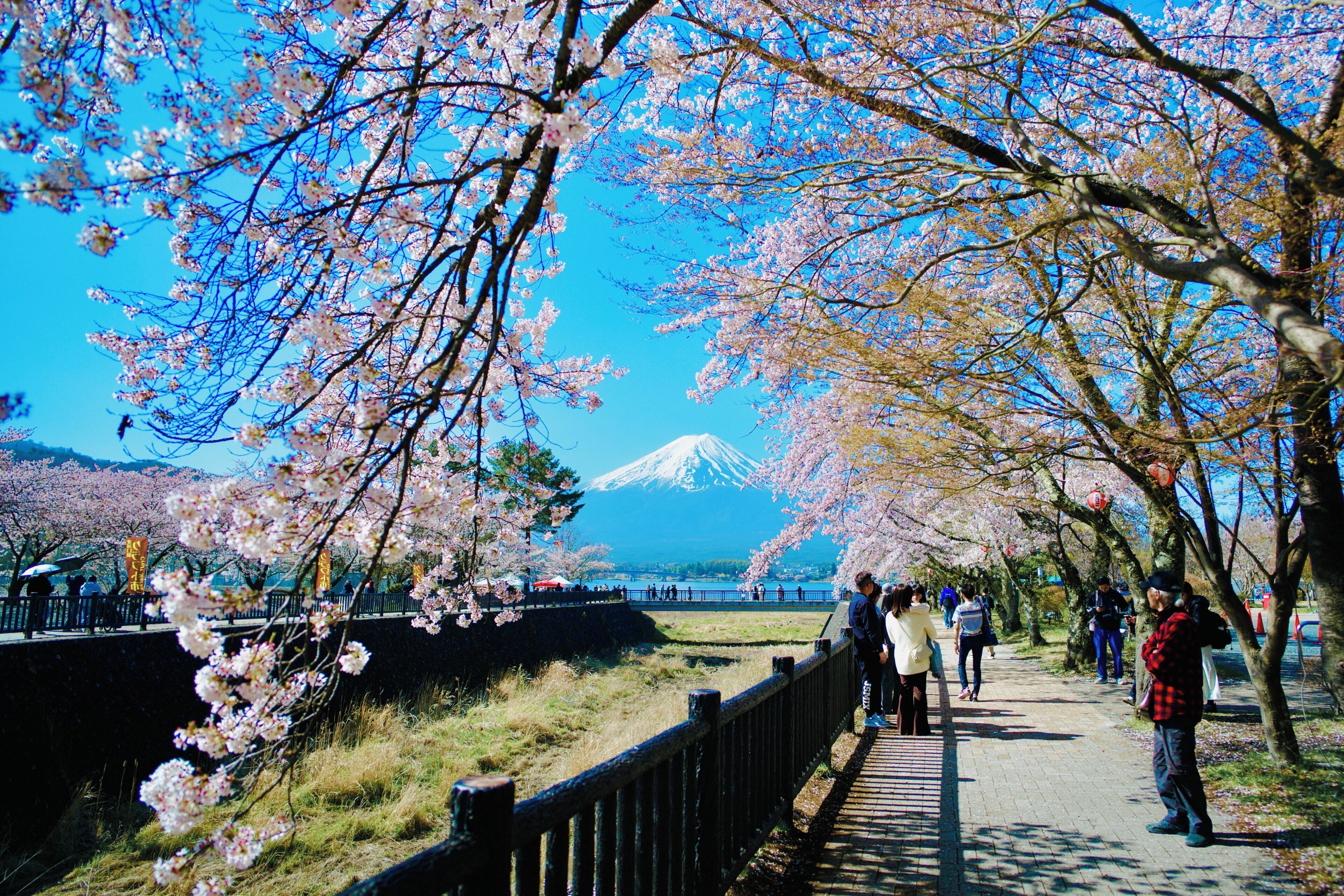 A pathway lined with cherry blossoms, a view of Mount Fuji, and a stone wall.