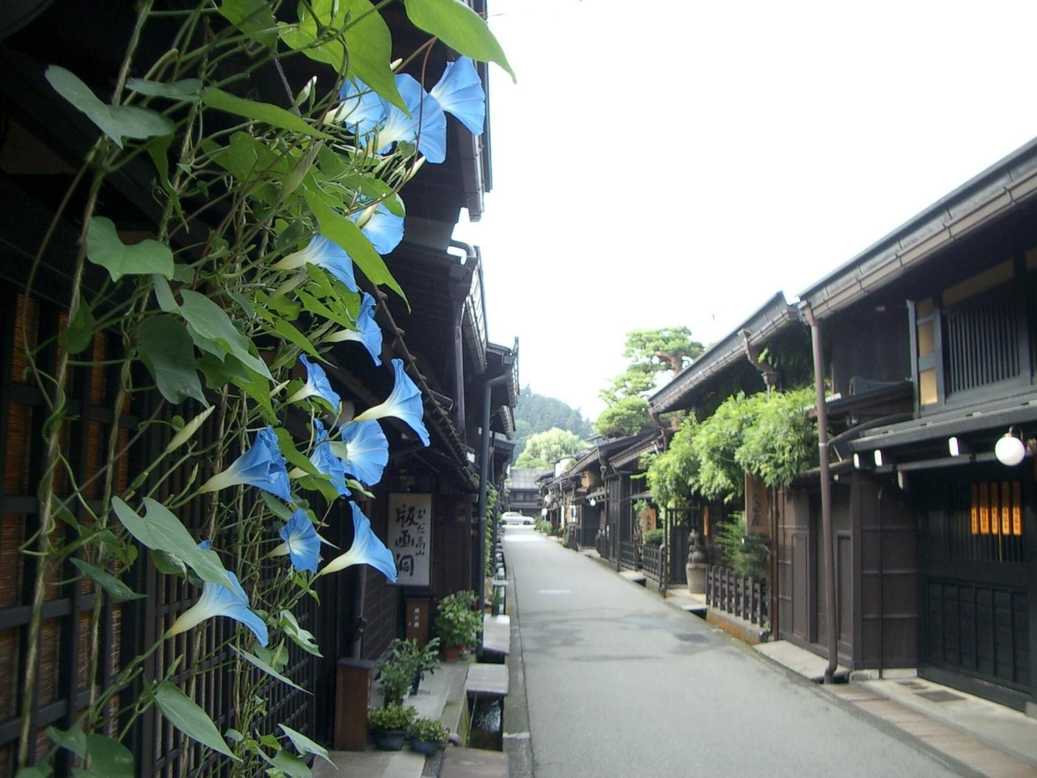 Une rue étroite bordée de bâtiments traditionnels en bois, dont certains sont ornés de plantes grimpantes sur les murs.