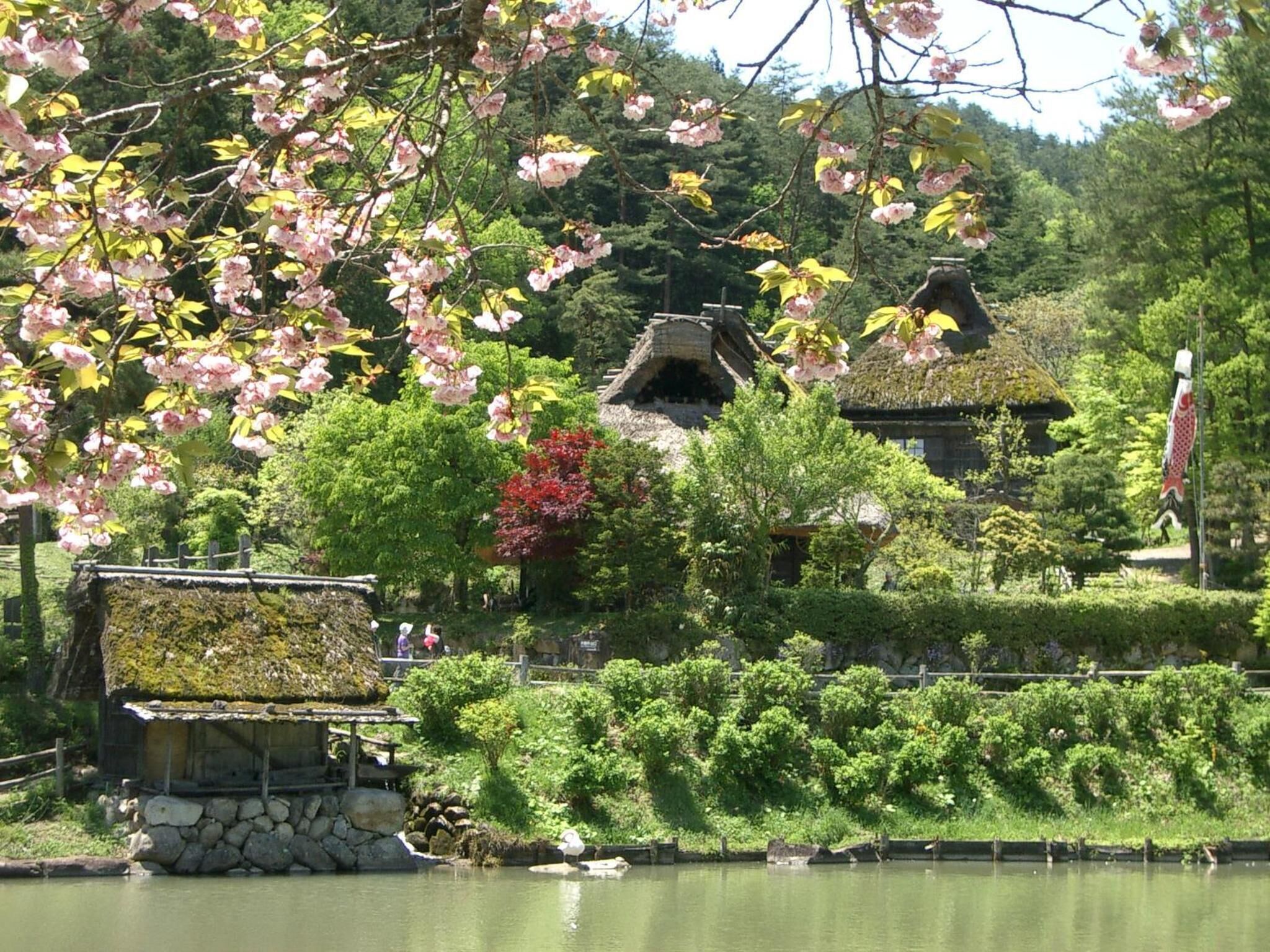 A traditional Japanese garden with a pond, cherry blossoms, and a thatched-roof building.