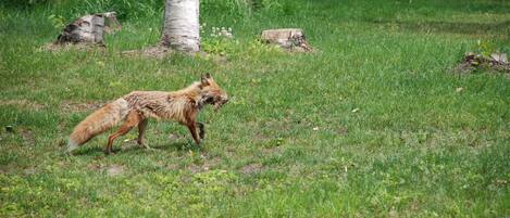 A fox walking in a grassy area with trees and logs.