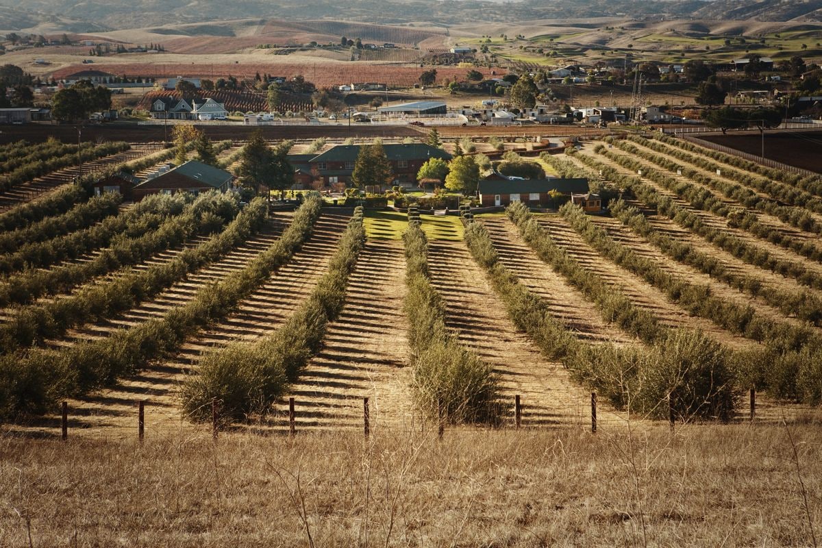 A vineyard with rows of grapevines and a small building in the center.