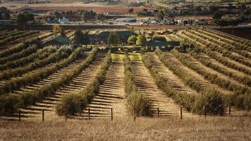 A vineyard with rows of grapevines and a small building in the center.