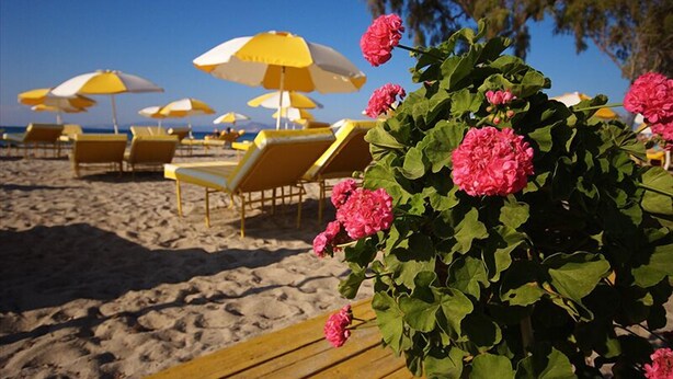 A beach with yellow and white umbrellas, sun loungers, and pink flowers. - Marianna Hotel (Kos)
