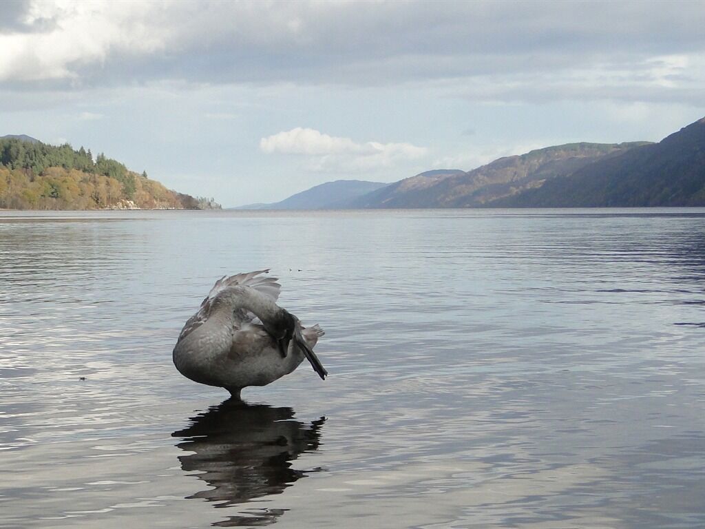 A bird standing in calm water with mountains in the background.