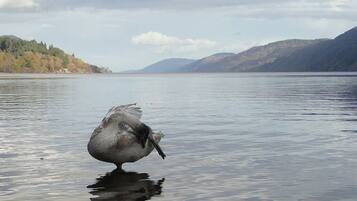 A bird standing in calm water with mountains in the background.