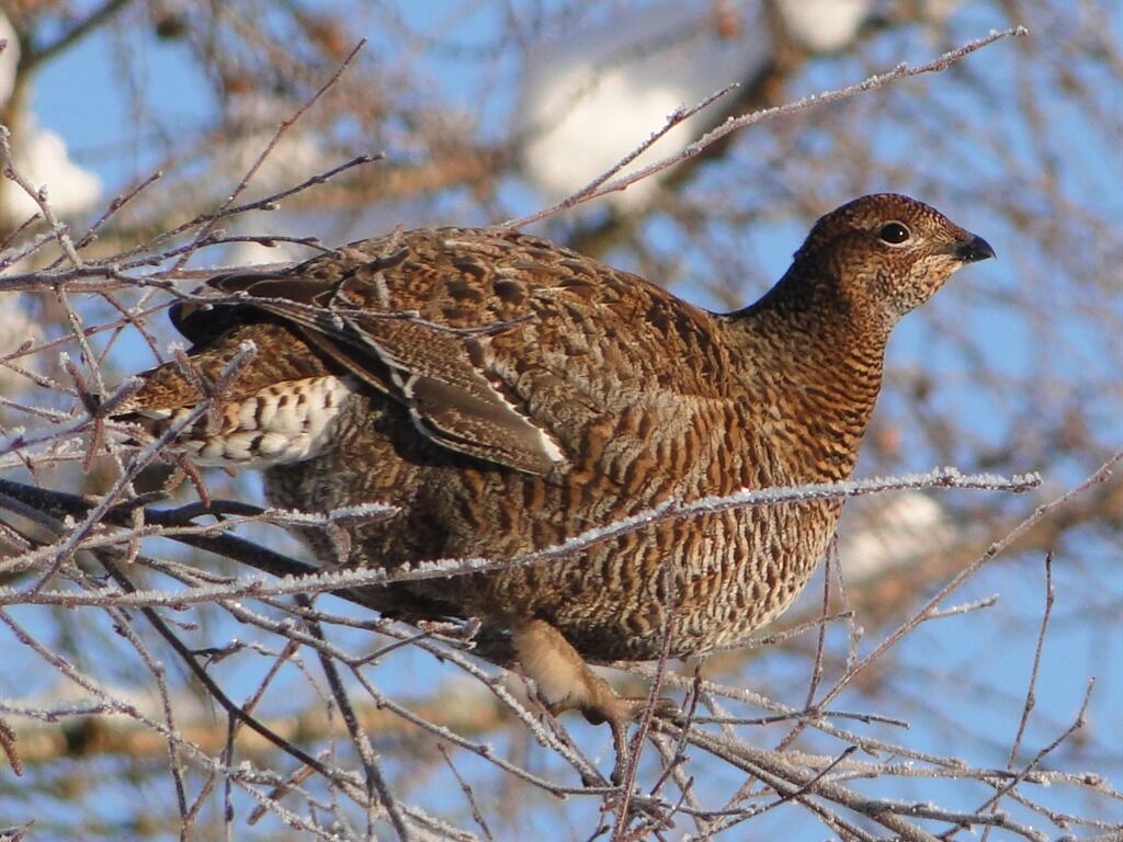A bird perched on a branch.