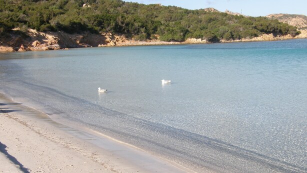 A beach with clear water, a sandy shore, and a forested hill in the background. - Appartamenti Paduledda (Trinità d'Agultu e Vignola)