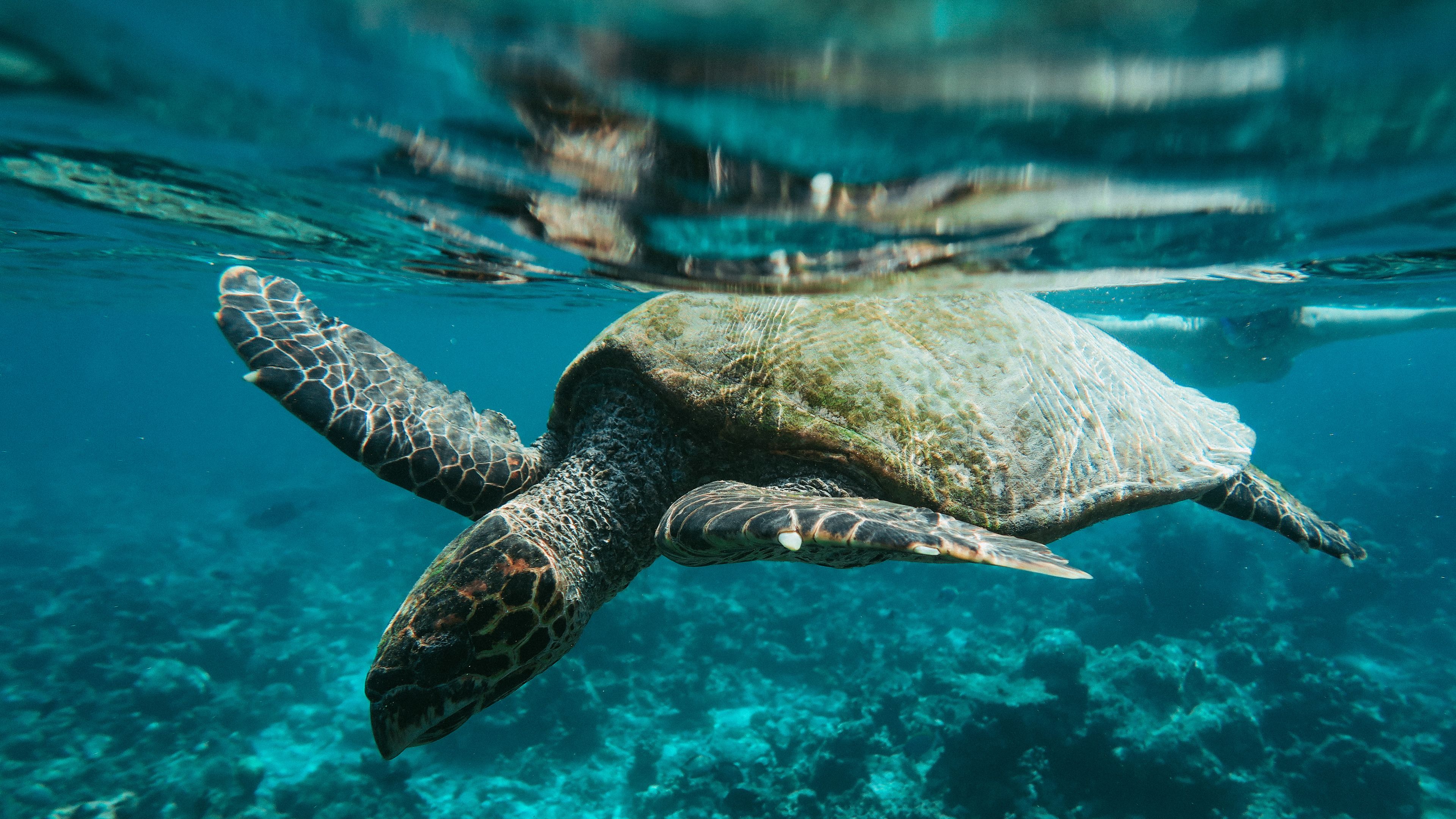 on the beach, white sand, sun-loungers, beach towels