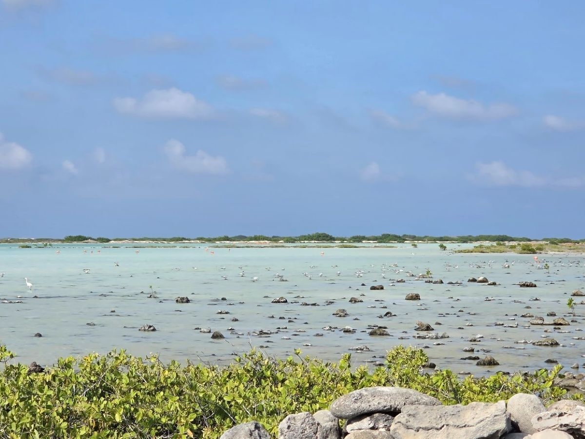 A coastal landscape with clear water, rocks, and vegetation.