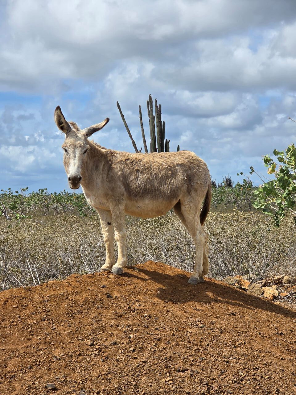 A donkey standing on a dirt mound with sparse vegetation and a cloudy sky in the background.