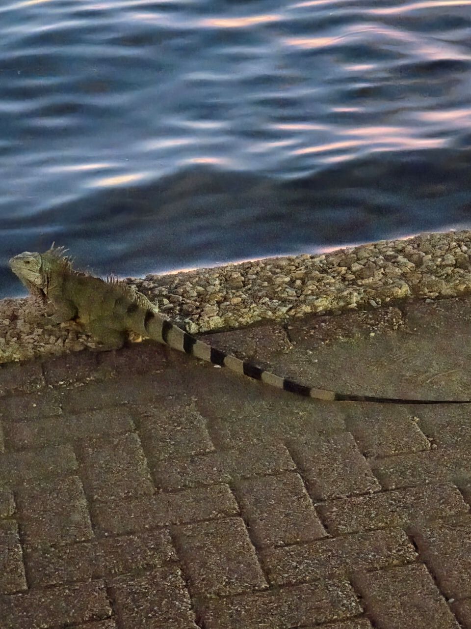Um lagarto sobre uma superfície pavimentada perto da água.