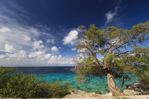 A coastal landscape with a prominent tree and clear turquoise waters. - The Lodge Bonaire (Kralendijk)
