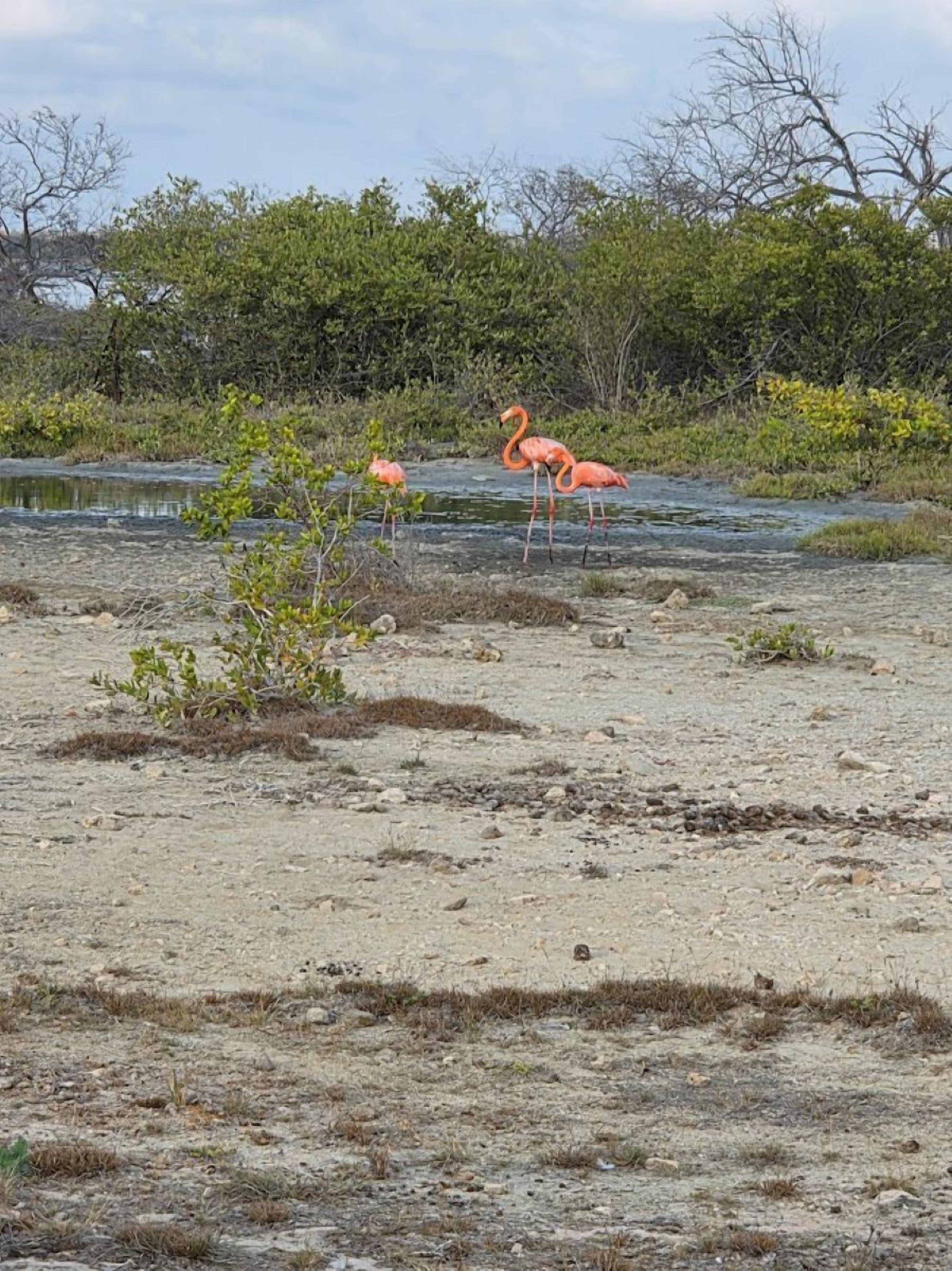 Dos flamencos de pie en una zona árida y rocosa con poca vegetación y una masa de agua al fondo.