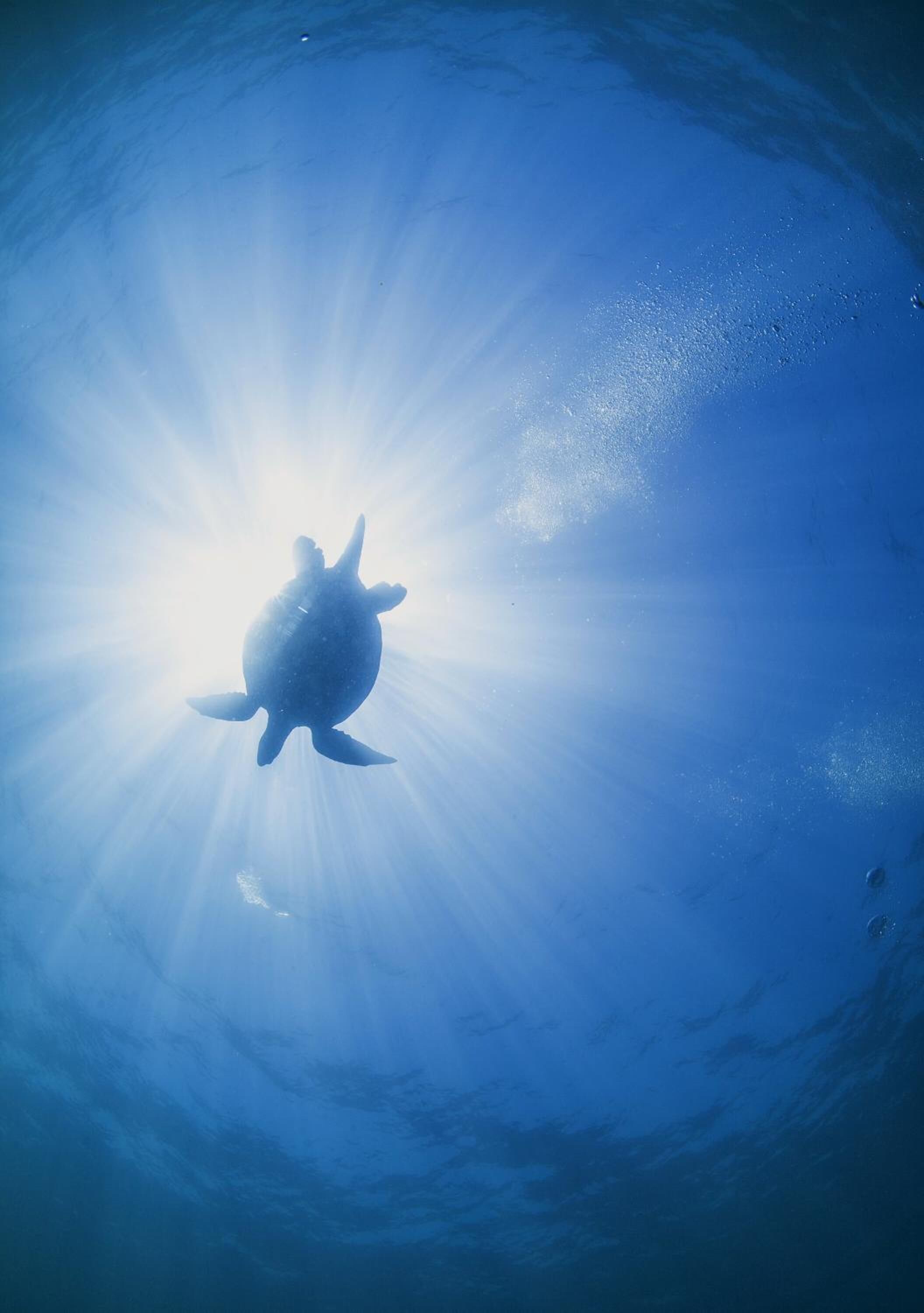 A turtle swimming in clear blue water with sunlight filtering through.
