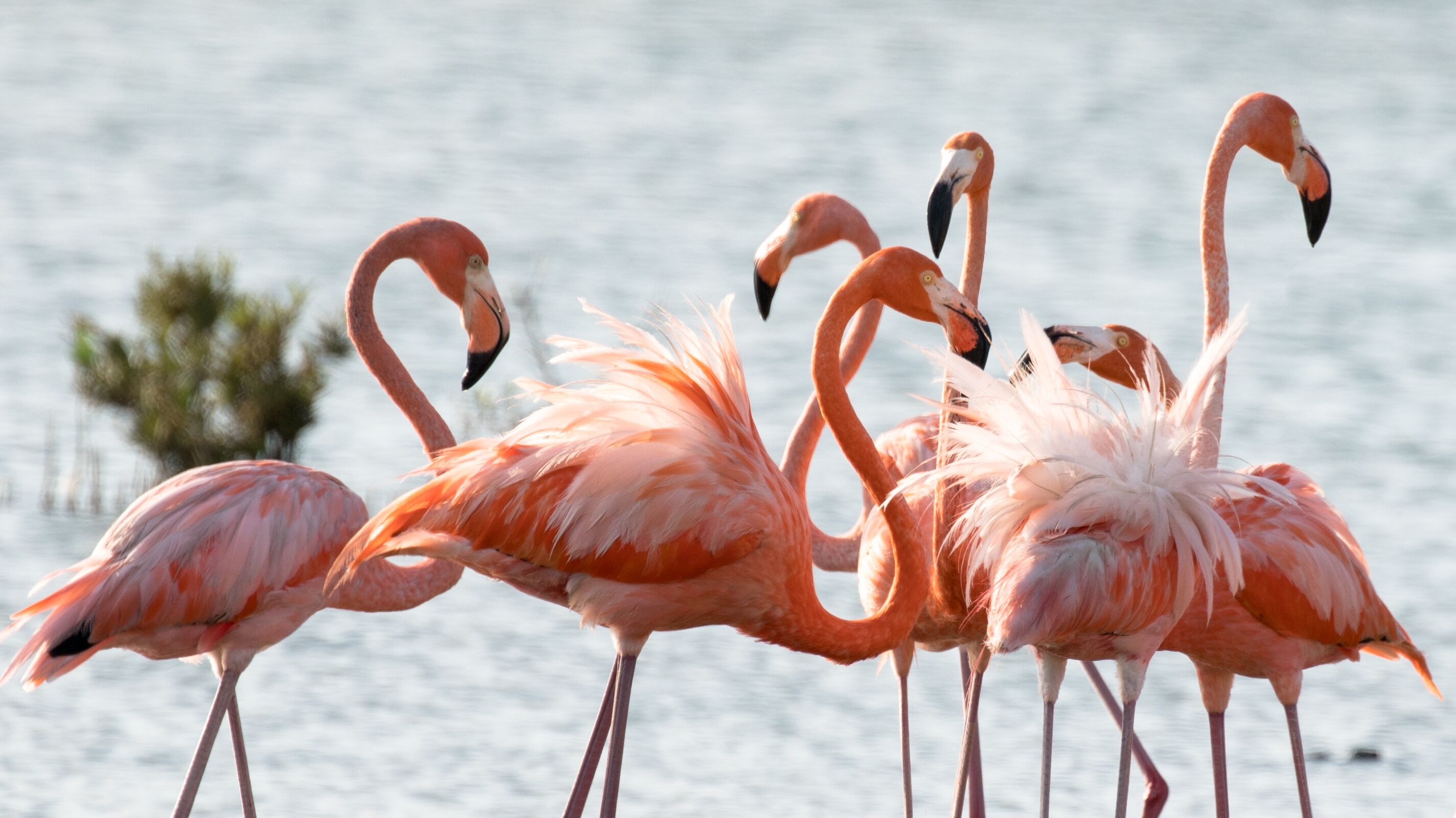 En flok flamingoer står i lavt vand.