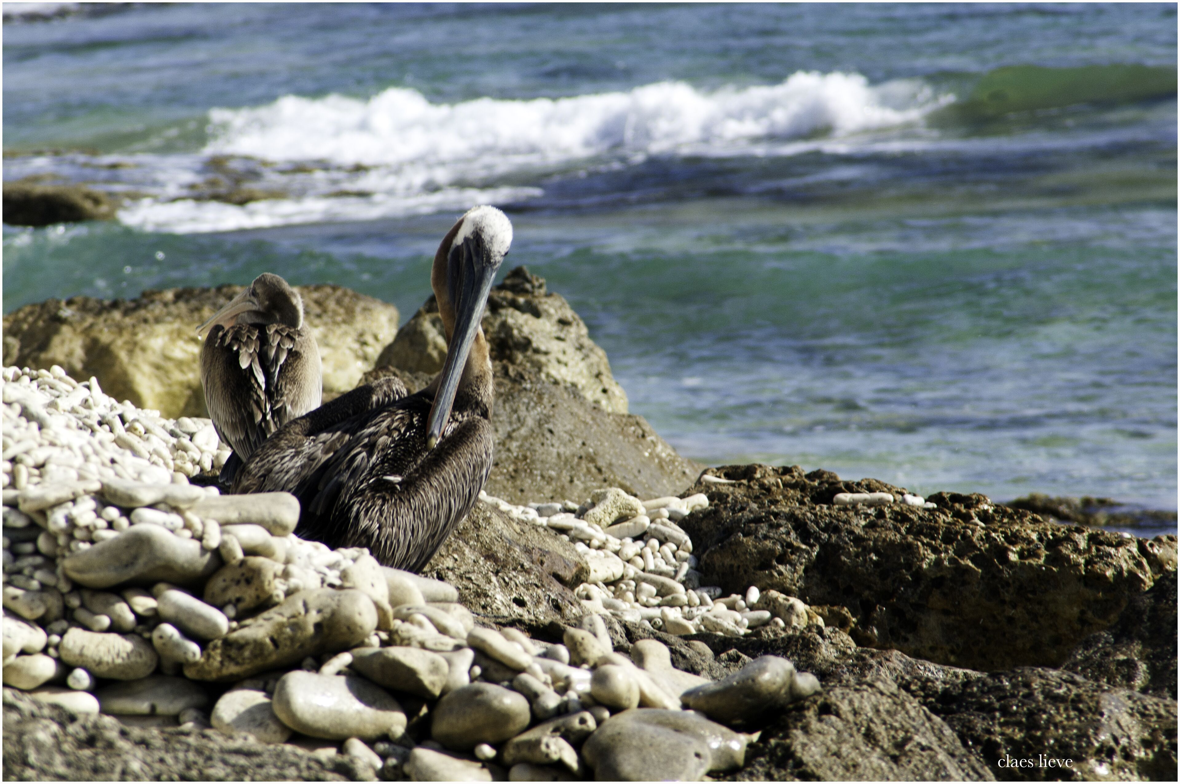 A bird on a rocky shore with waves in the background.