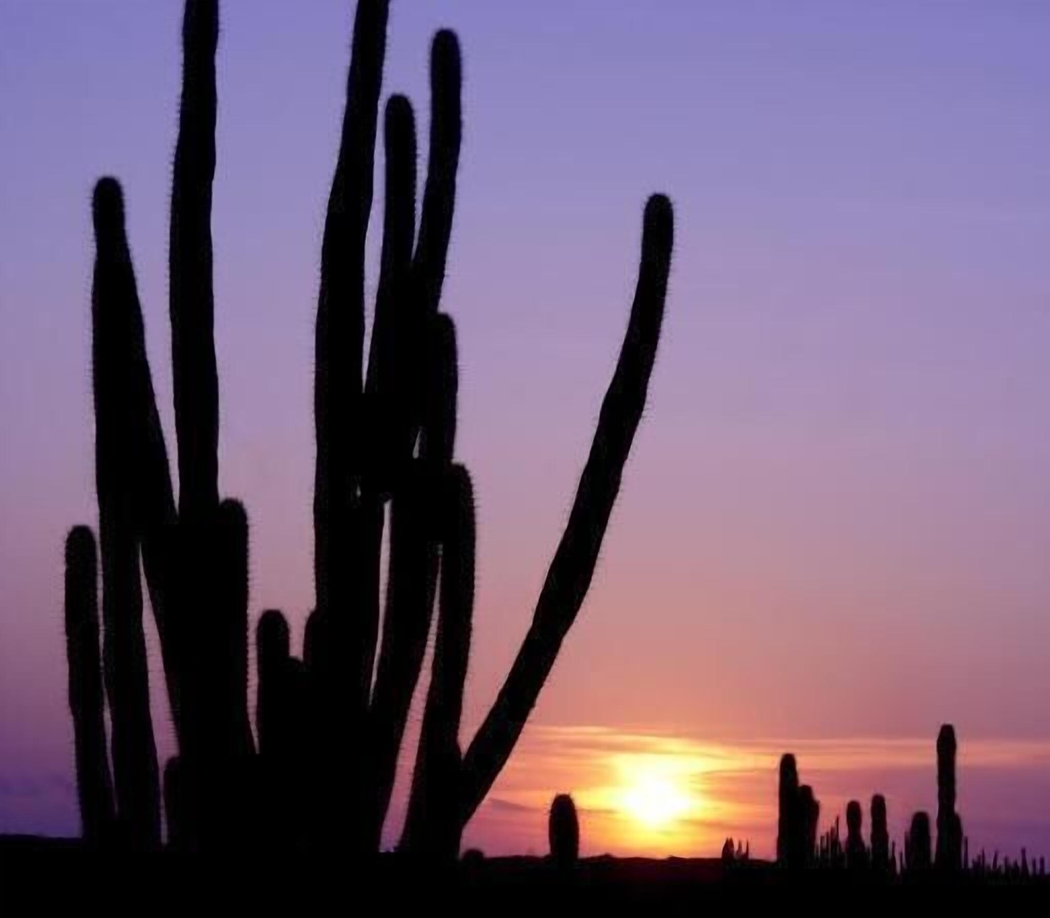 A desert landscape with tall cacti silhouetted against a sunset.