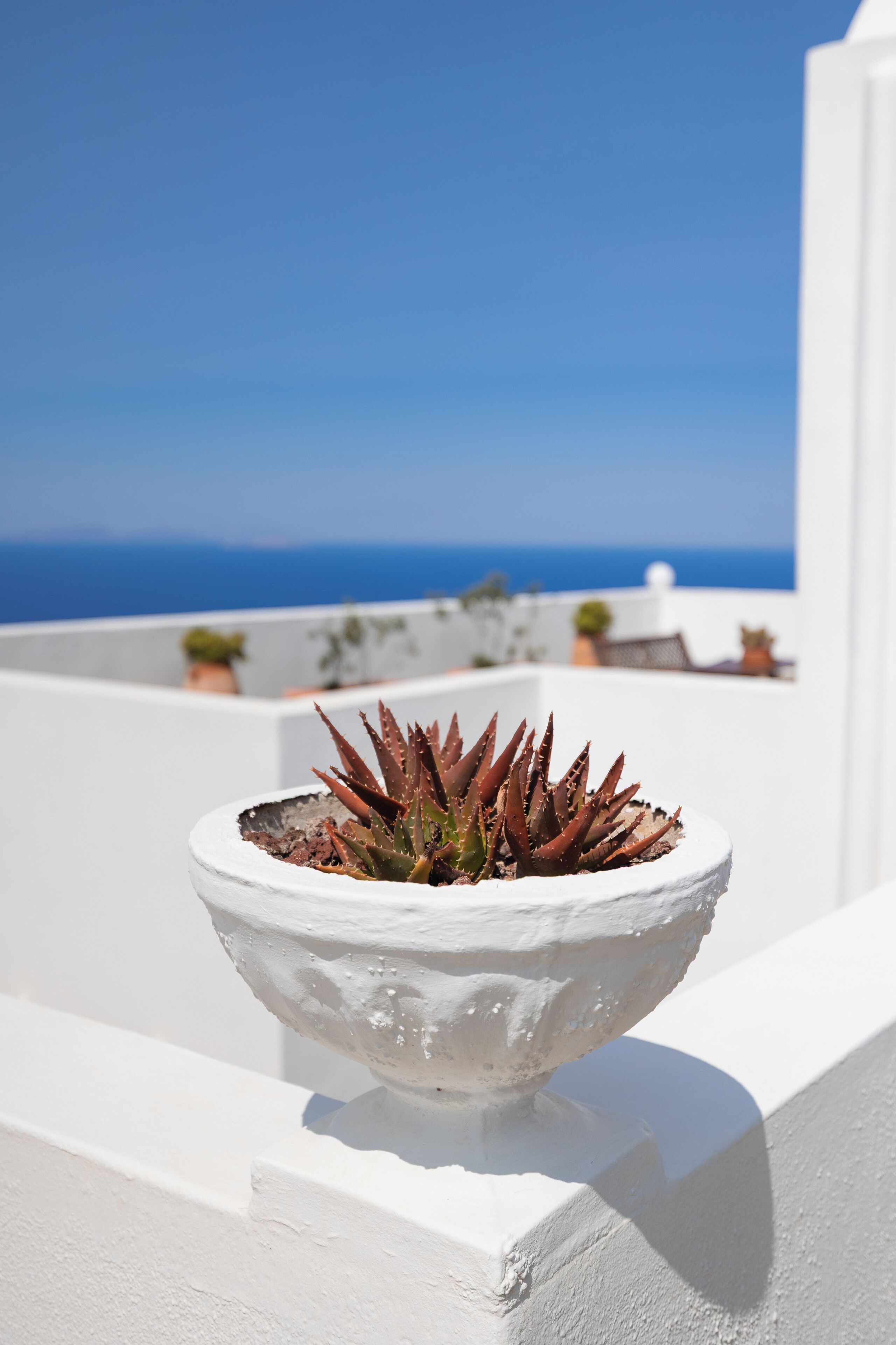 A white pot with a succulent plant on a balcony with a clear blue sky and ocean view.