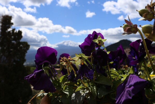Un jardín con flores moradas y una montaña al fondo.