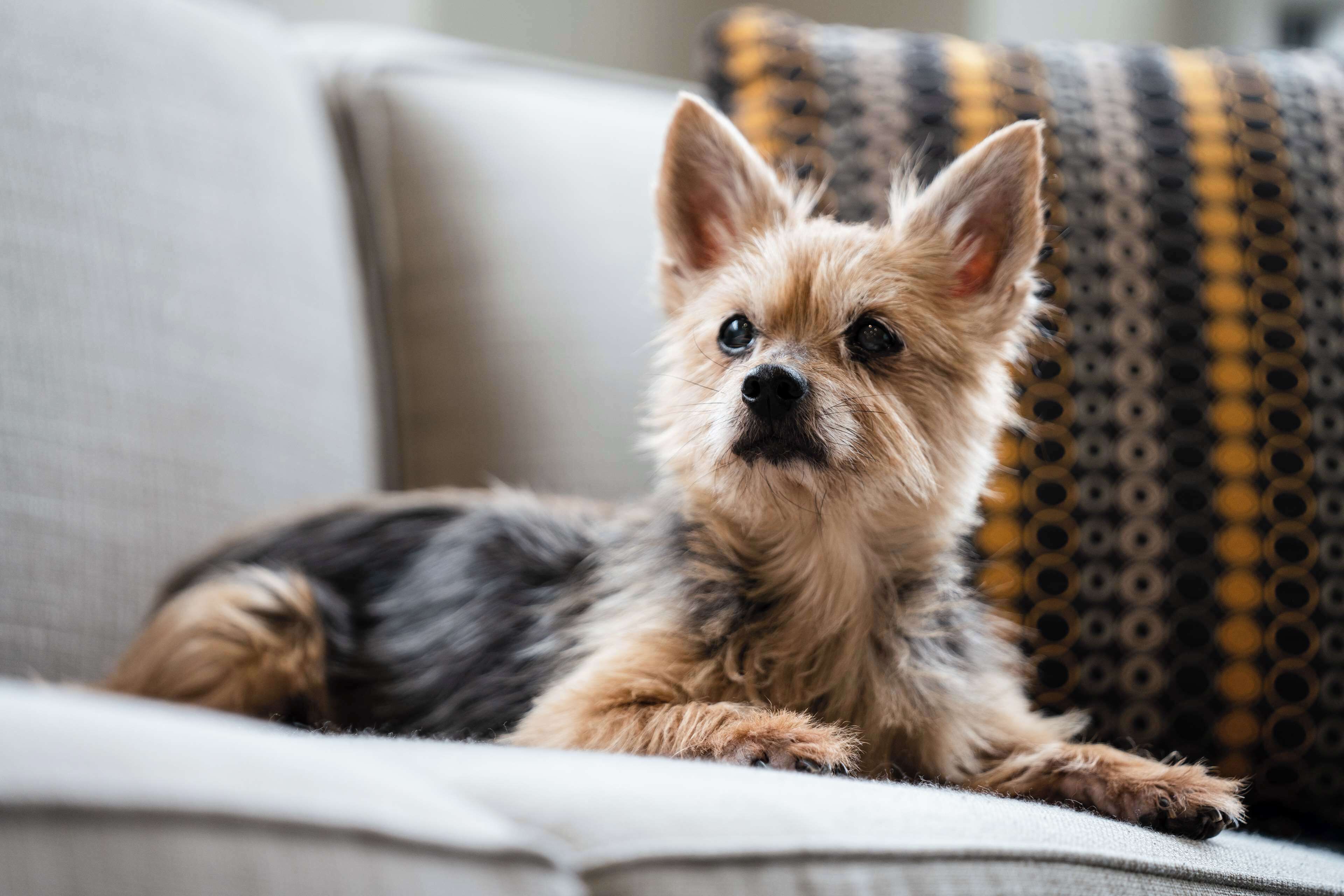 A small dog lying on a couch with a patterned cushion.
