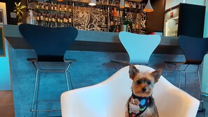 A small dog sitting on a white chair in a modern bar setting with metal chairs and a counter displaying bottles. - ibis Passo Fundo Centro Hotel (Passo Fundo)