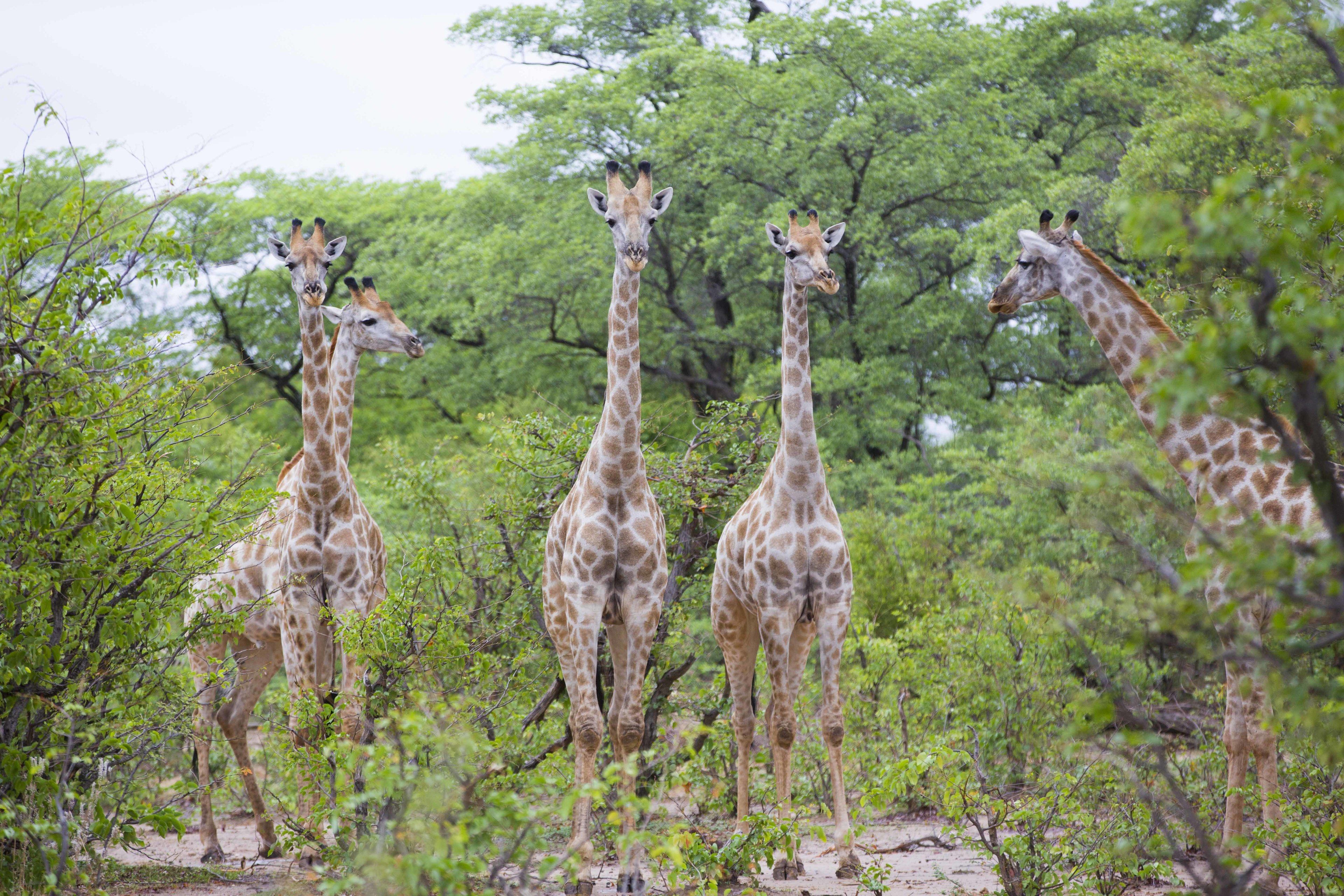 A group of giraffes standing in a natural setting with trees and foliage.