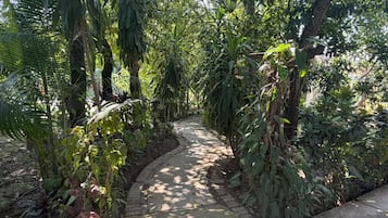 A narrow concrete pathway surrounded by dense tropical foliage.