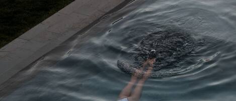 A person swimming in a pool.