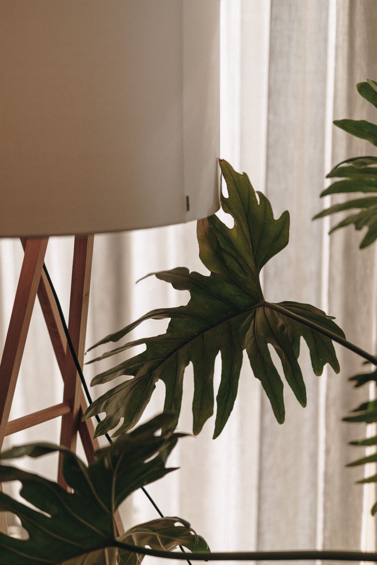 A room with a wooden easel and a large green plant.
