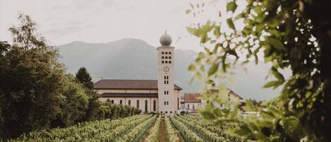 Vignoble