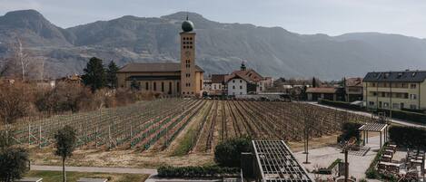 A vineyard with rows of grapevines, a building with a clock tower, and a pool area with sun loungers.