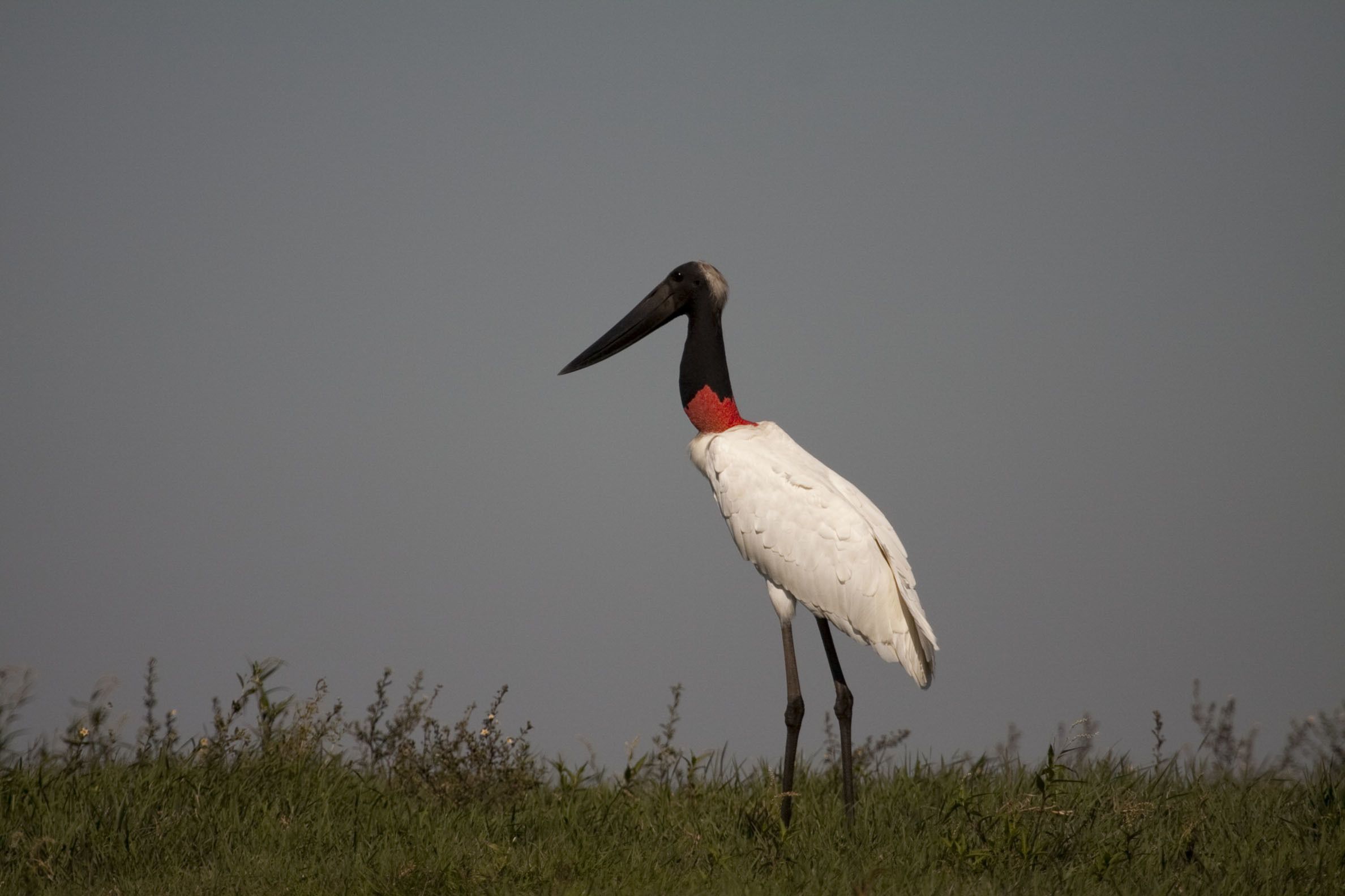 A bird standing on grass.