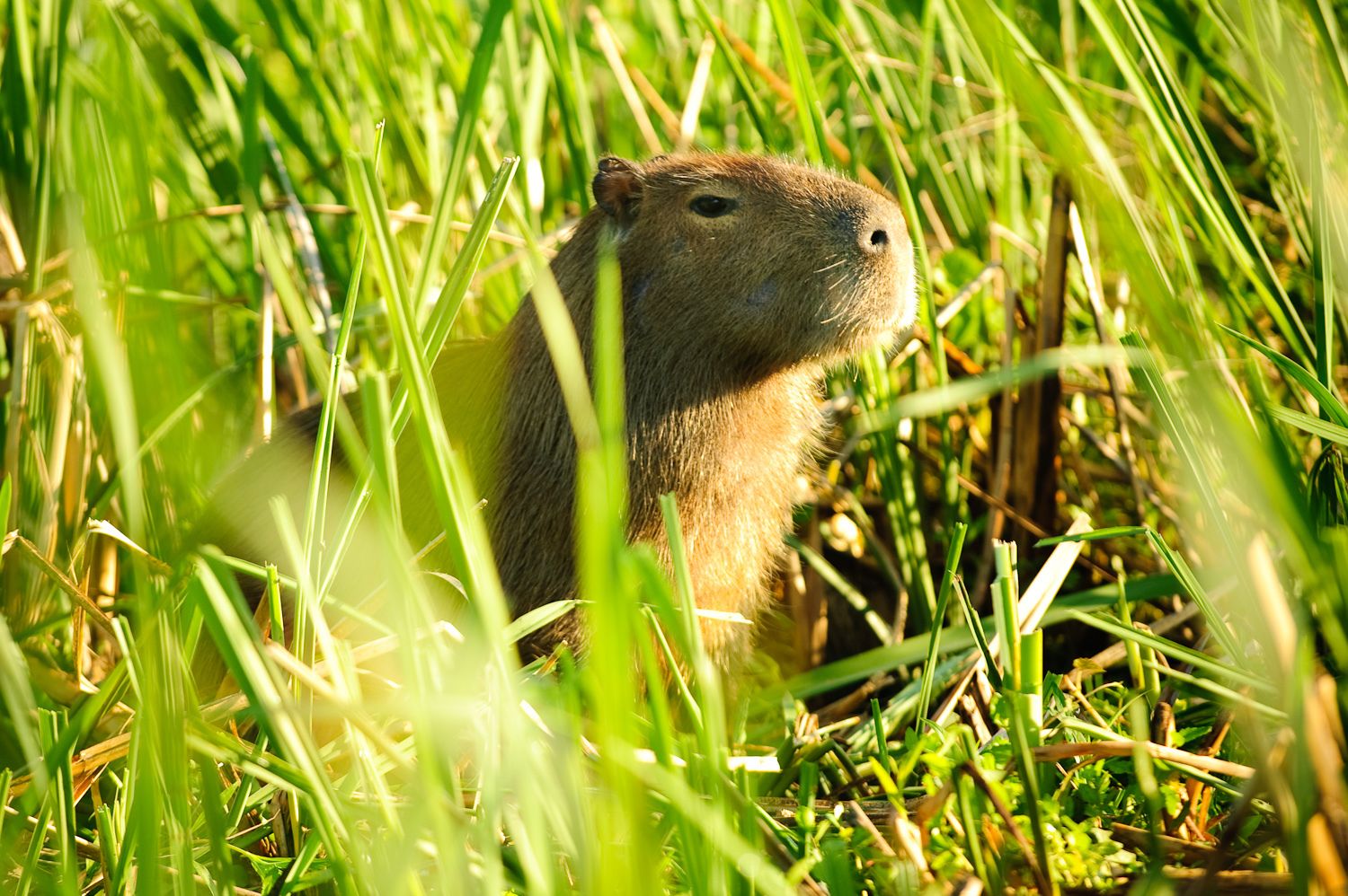 Una capibara en hierba alta.