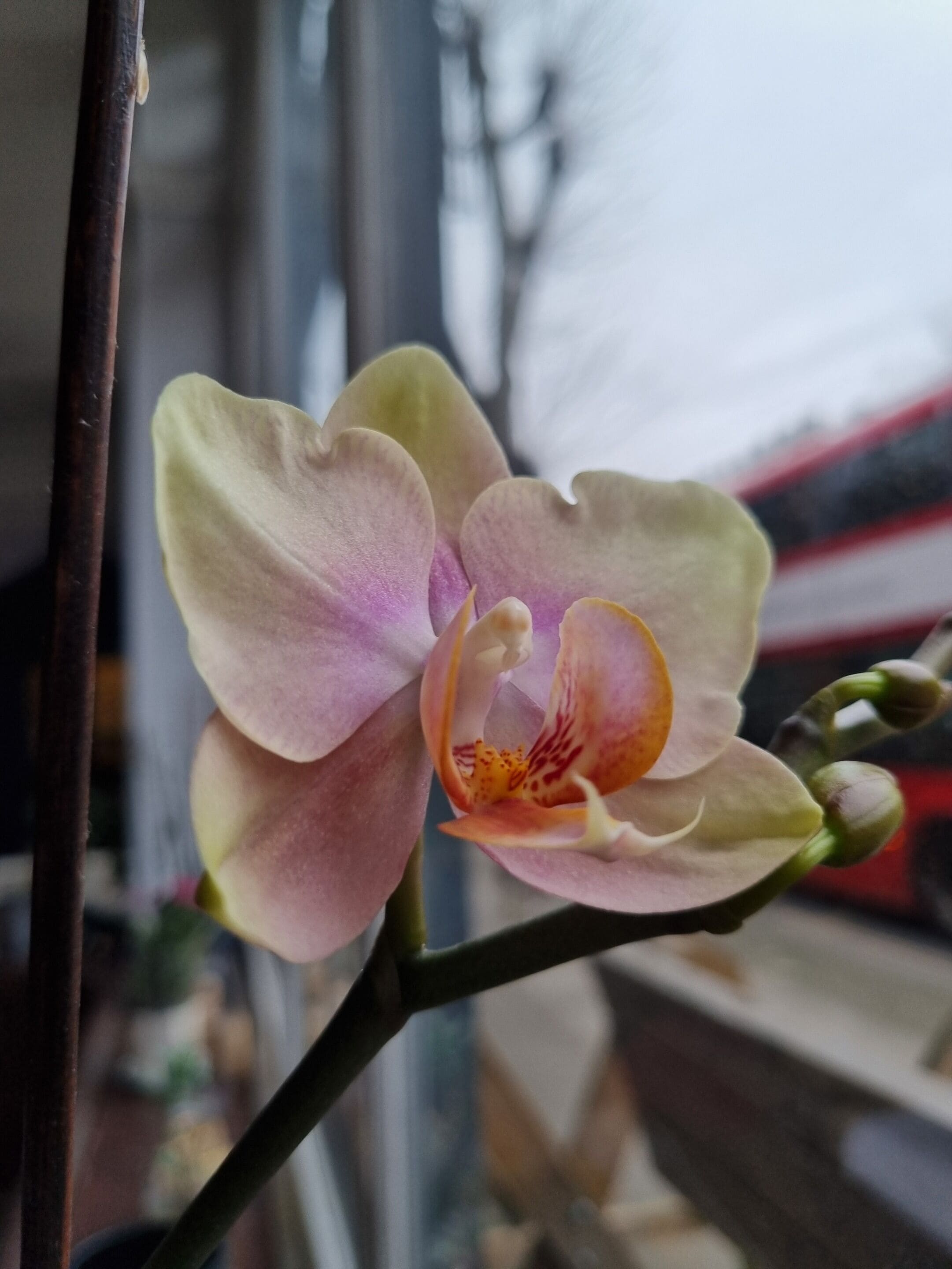 Photo - The Windmill Hotel