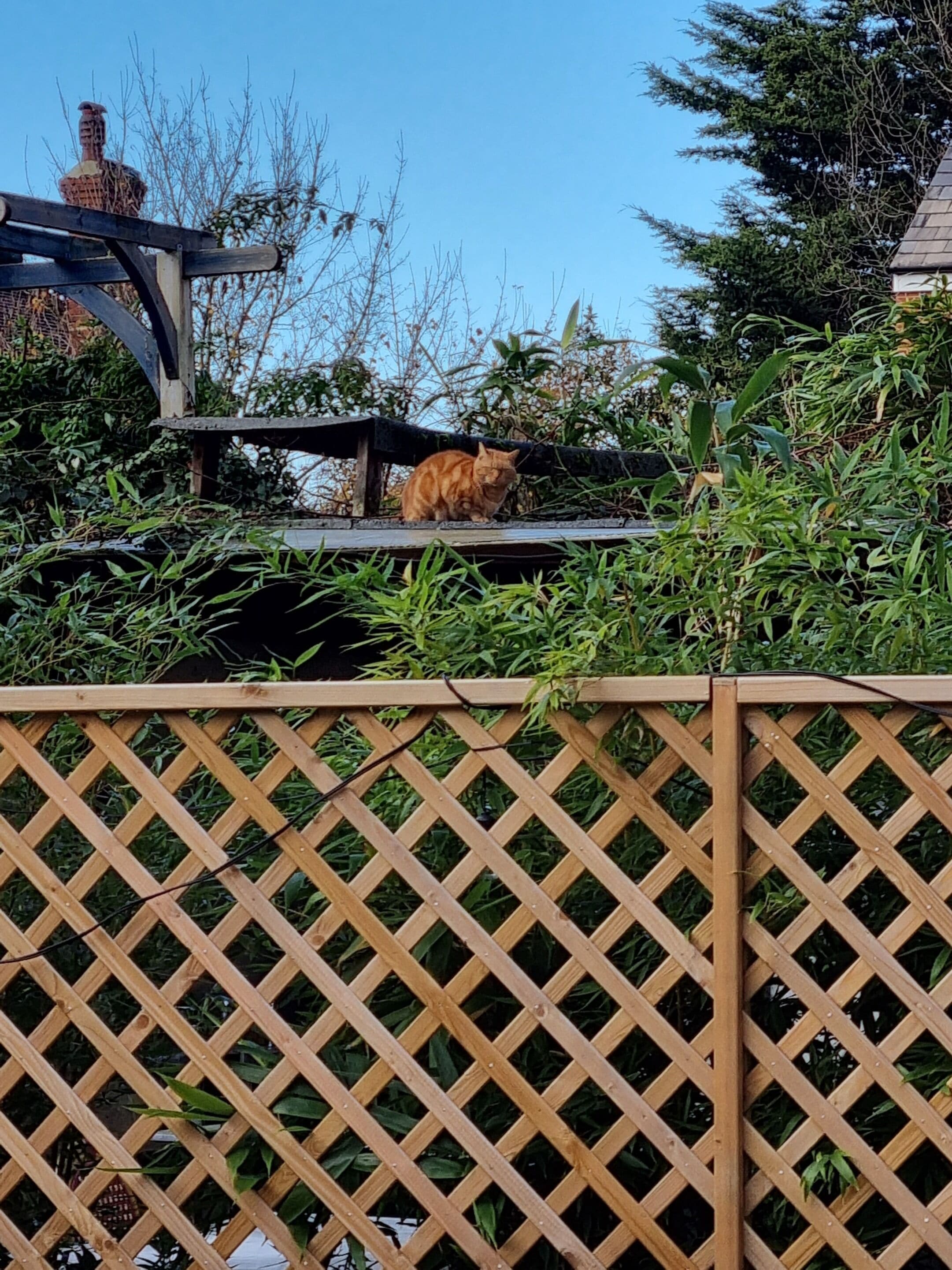 Photo - The Windmill Hotel