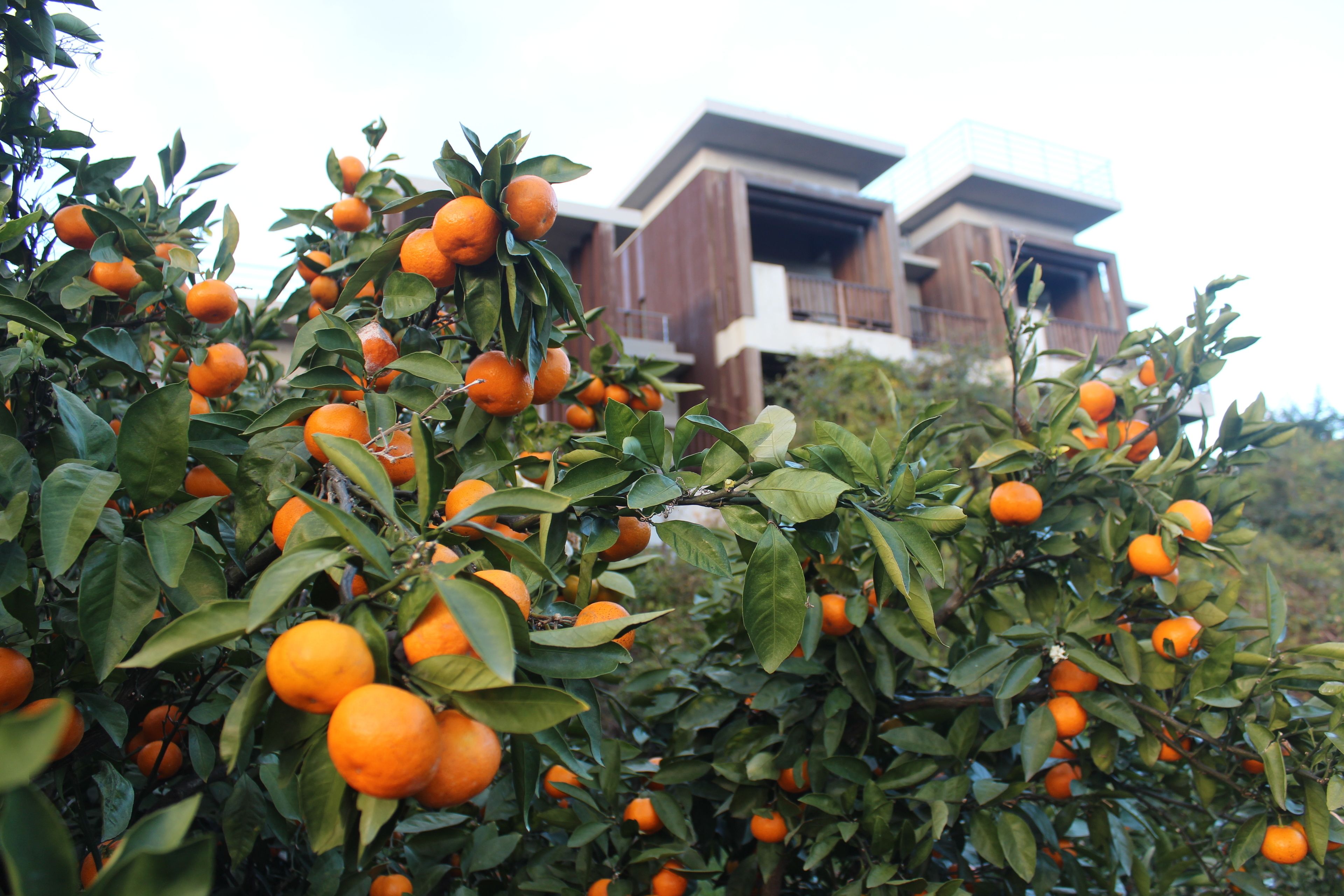 A building with a modern architectural style, surrounded by dense orange trees.