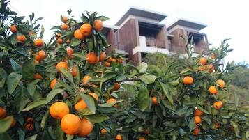A building with a modern architectural style, surrounded by dense orange trees.