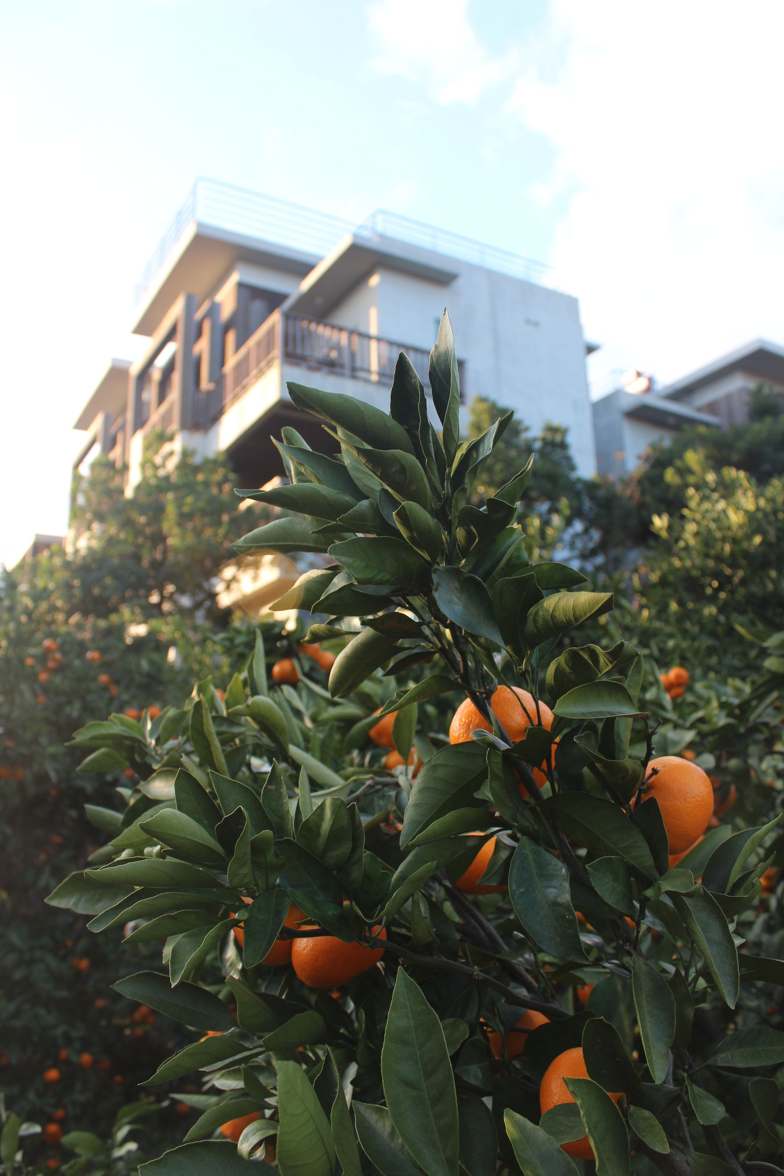A building with balconies and a tree with orange fruits.