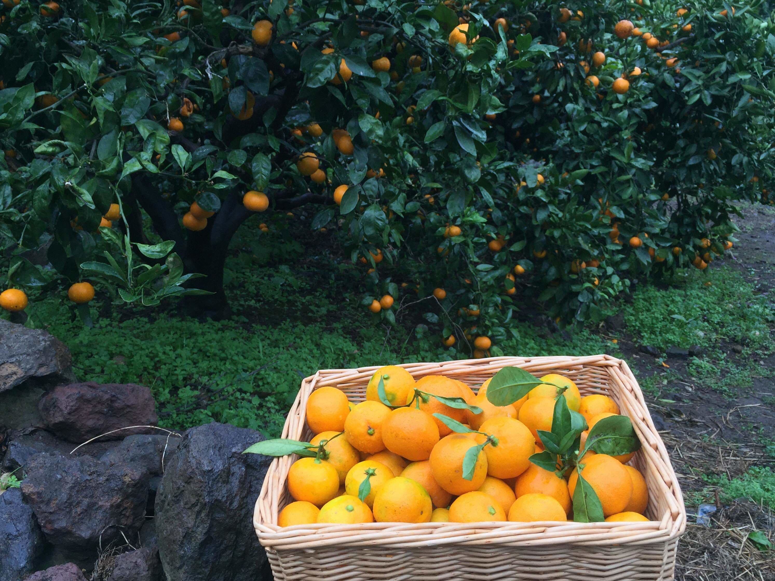 Una cesta de naranjas sobre una superficie de piedra, con un naranjo al fondo.
