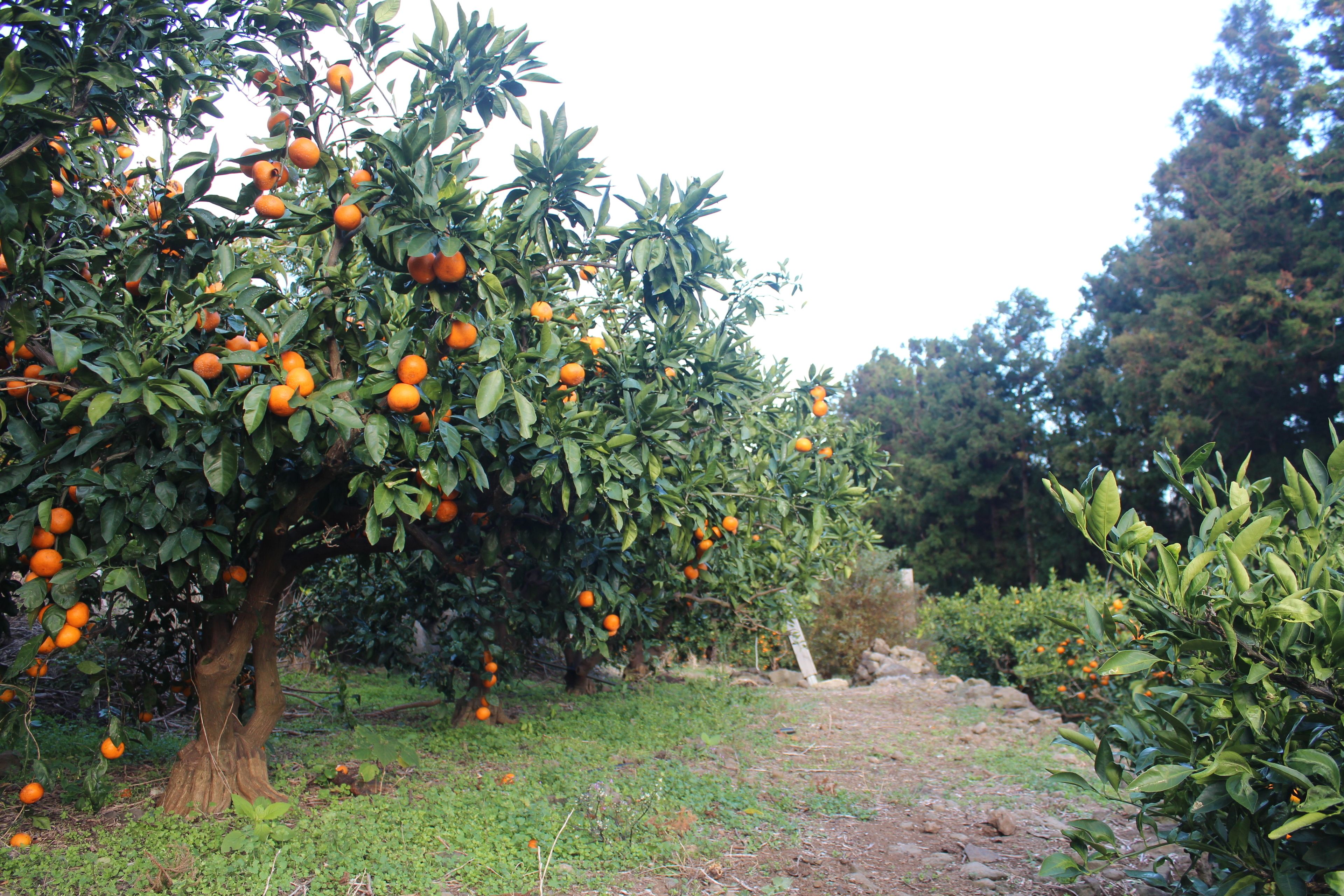An orchard with orange trees bearing fruit.