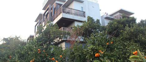 Un immeuble résidentiel à plusieurs étages, doté de balcons et d’un jardin planté d’orangers.