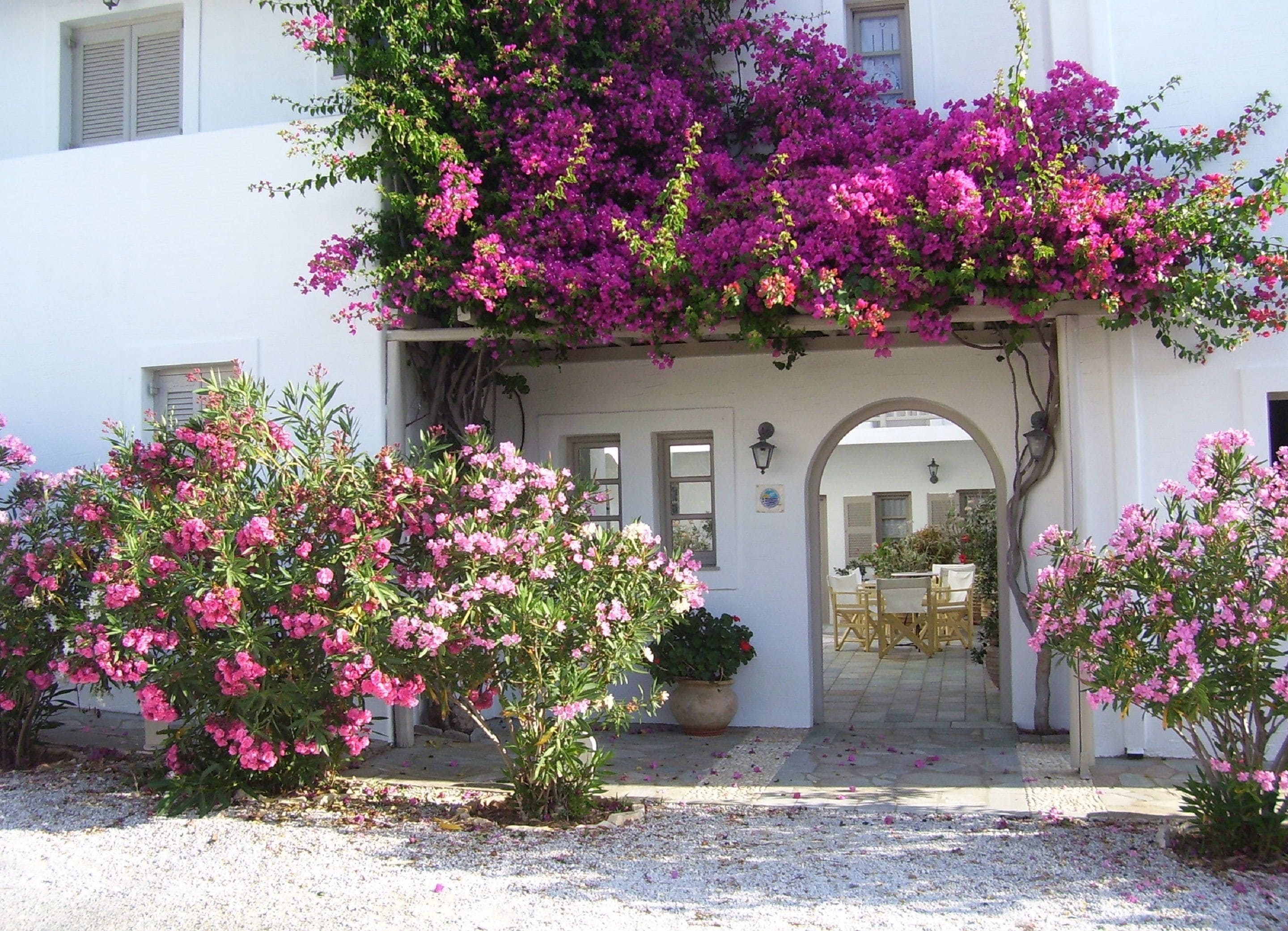 Foto - Despina's Mare