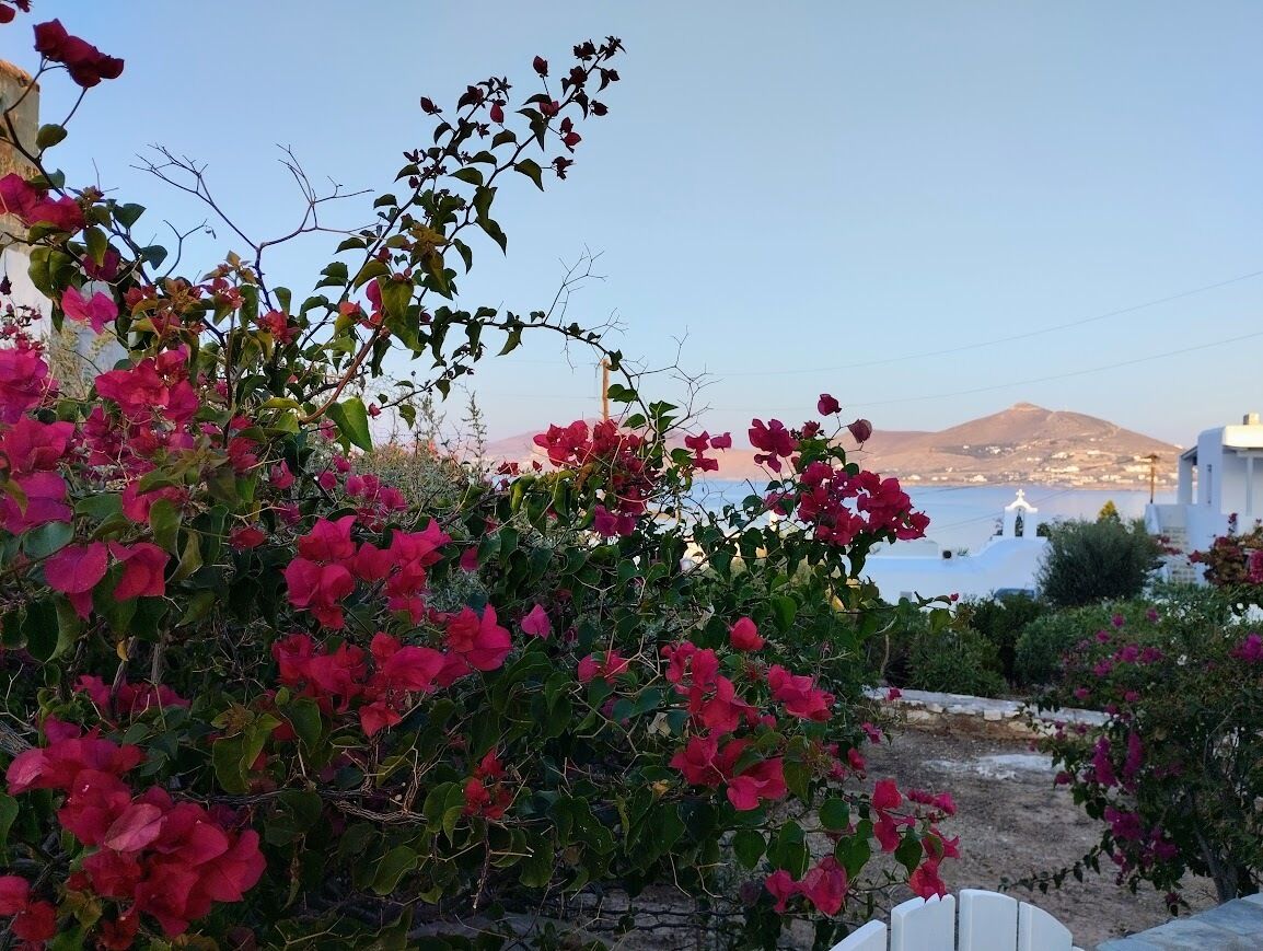 Foto - Despina's Mare