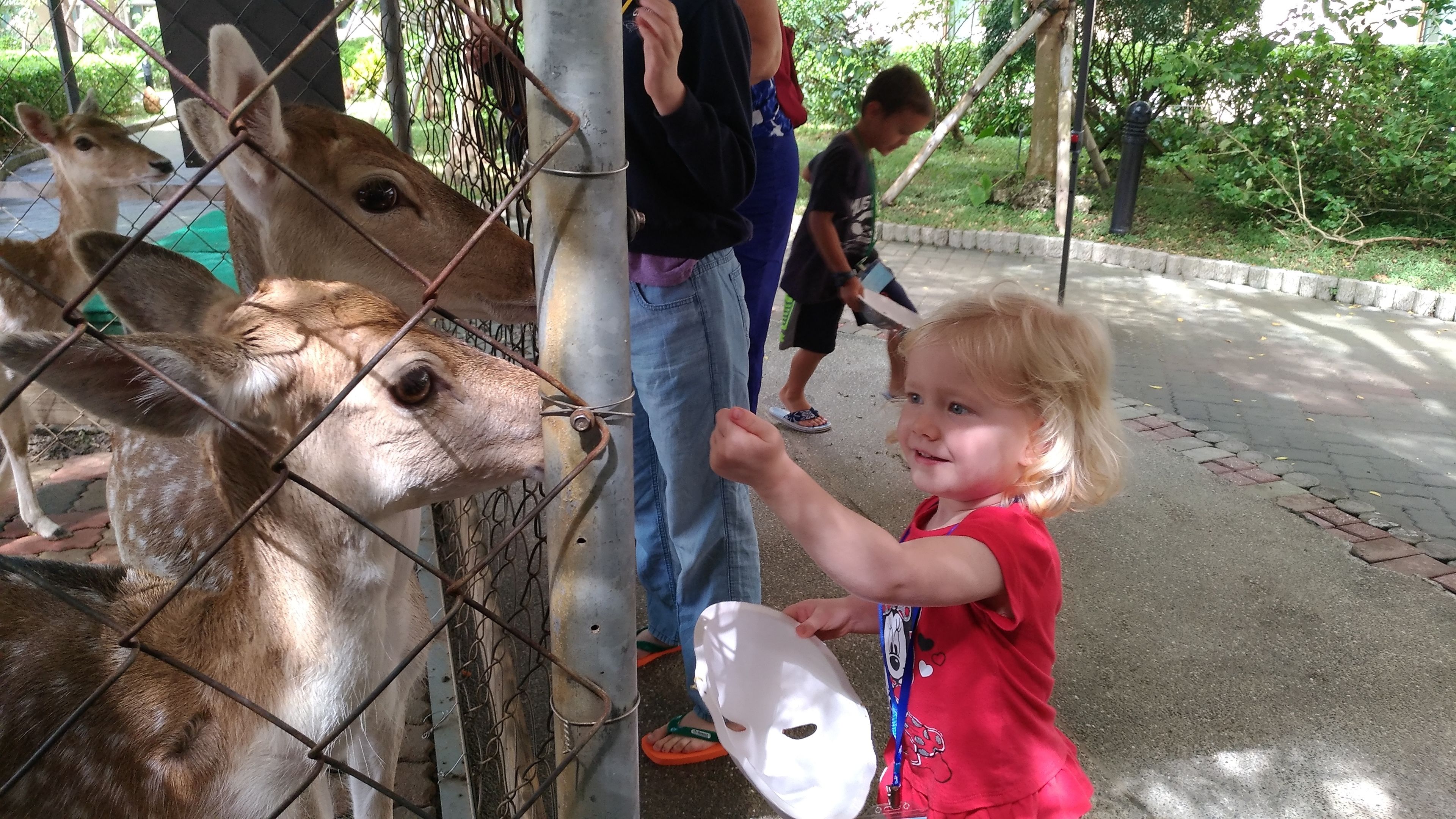 A child feeding a deer through a fence at a zoo.