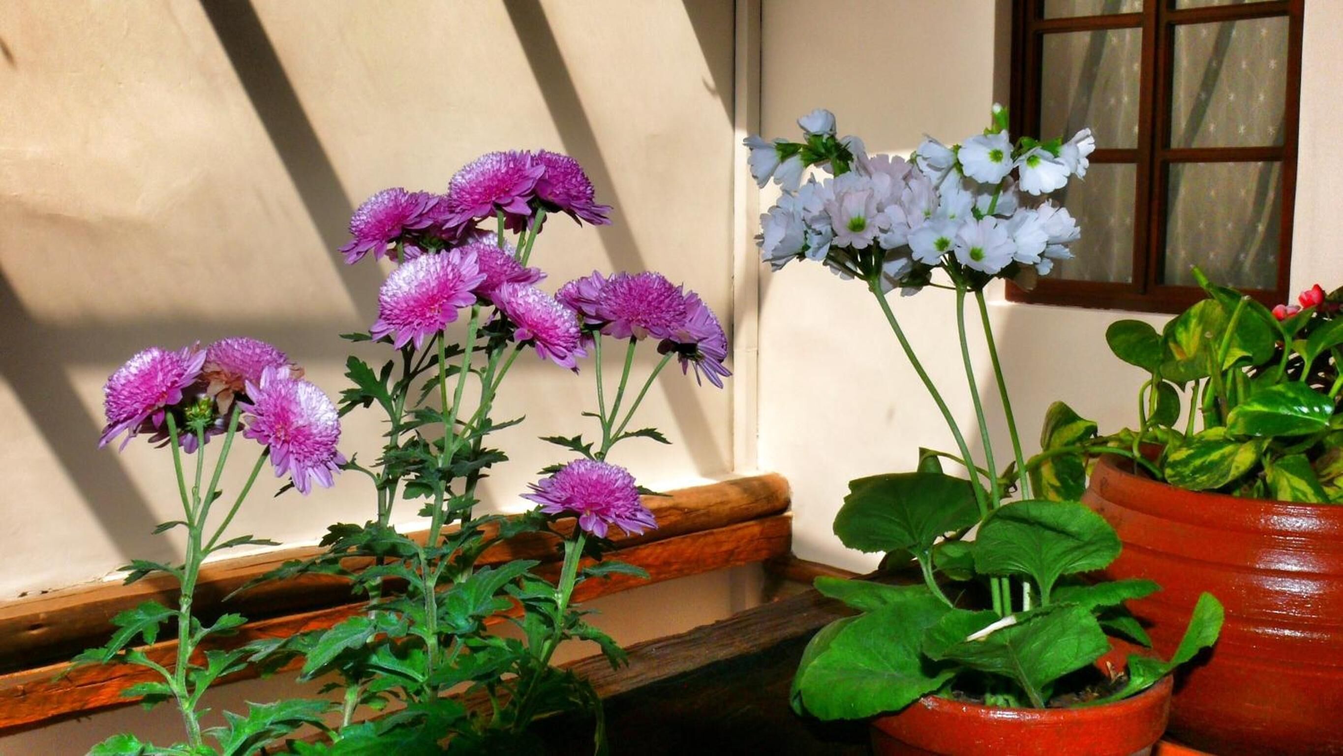 A potted plant with purple flowers and a window with a wooden frame.