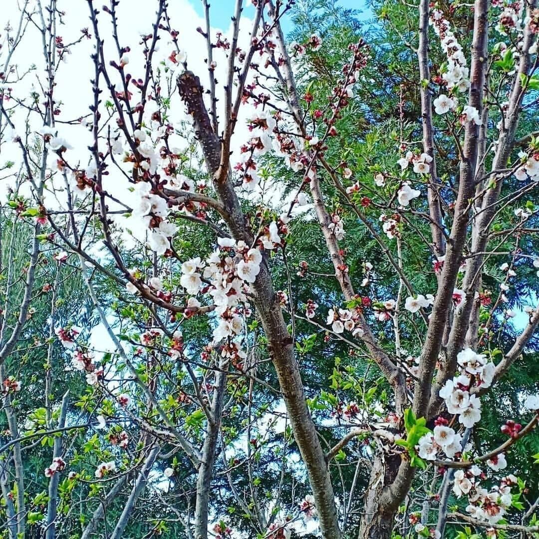 A tree with white blossoms and green leaves.