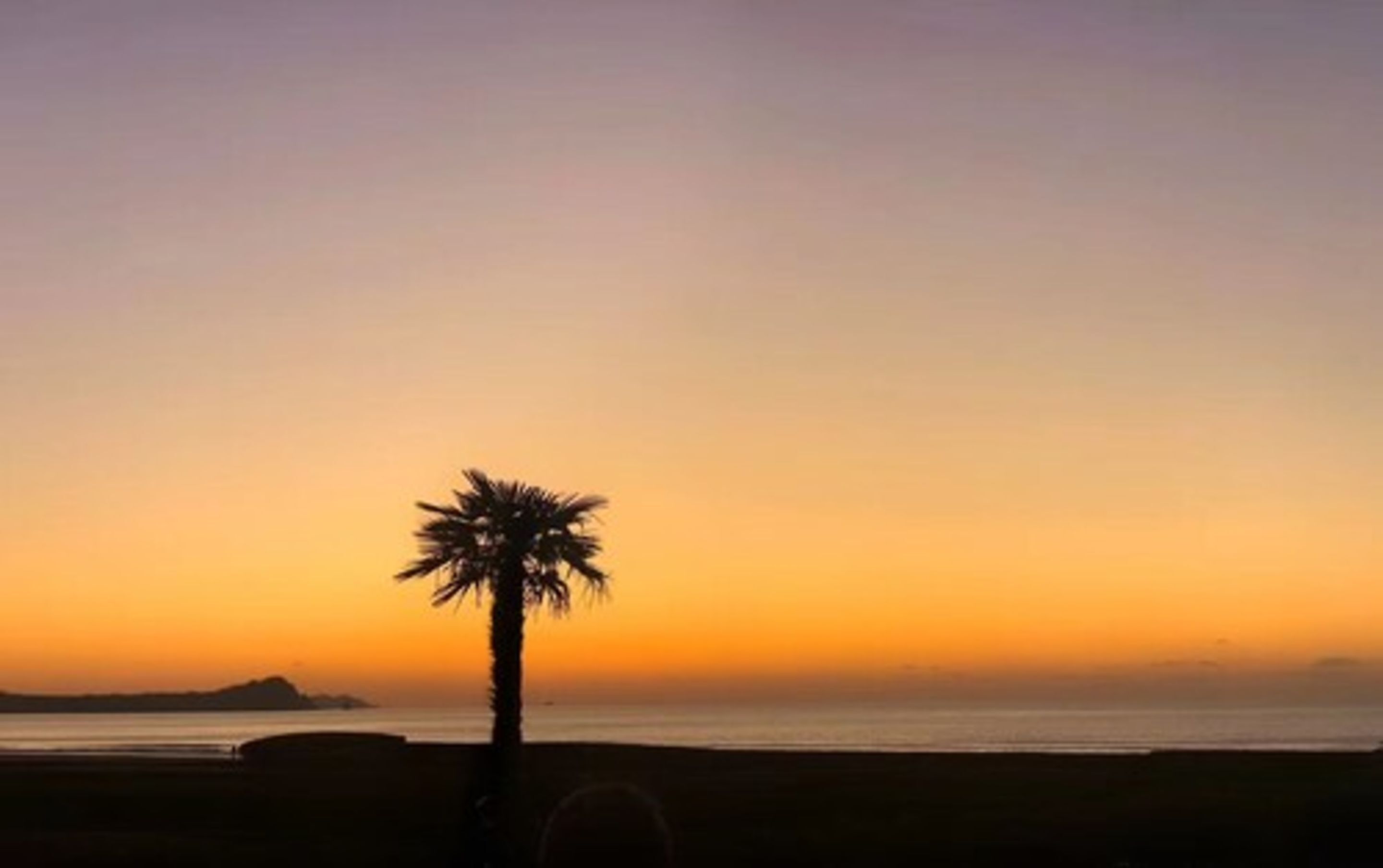 A beach scene with a palm tree silhouette against a sunset sky.
