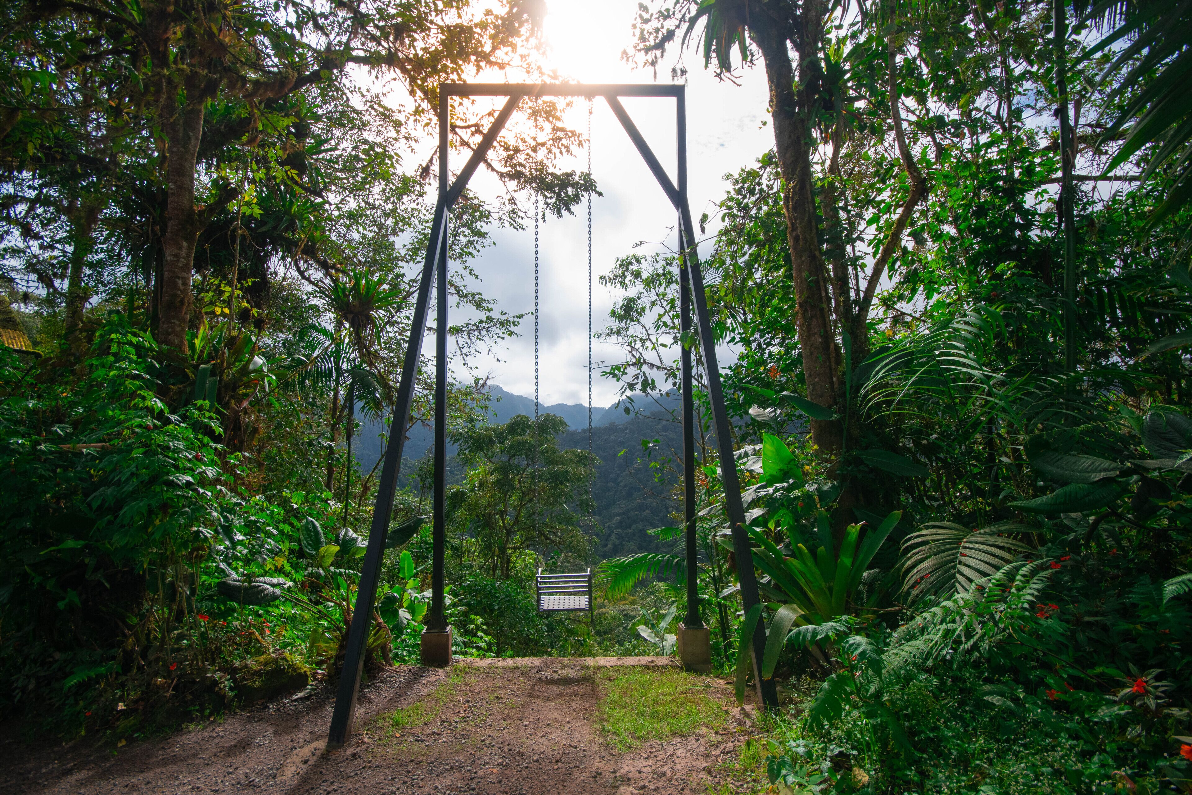 A swing set in a lush, green forest with a dirt path leading to it.